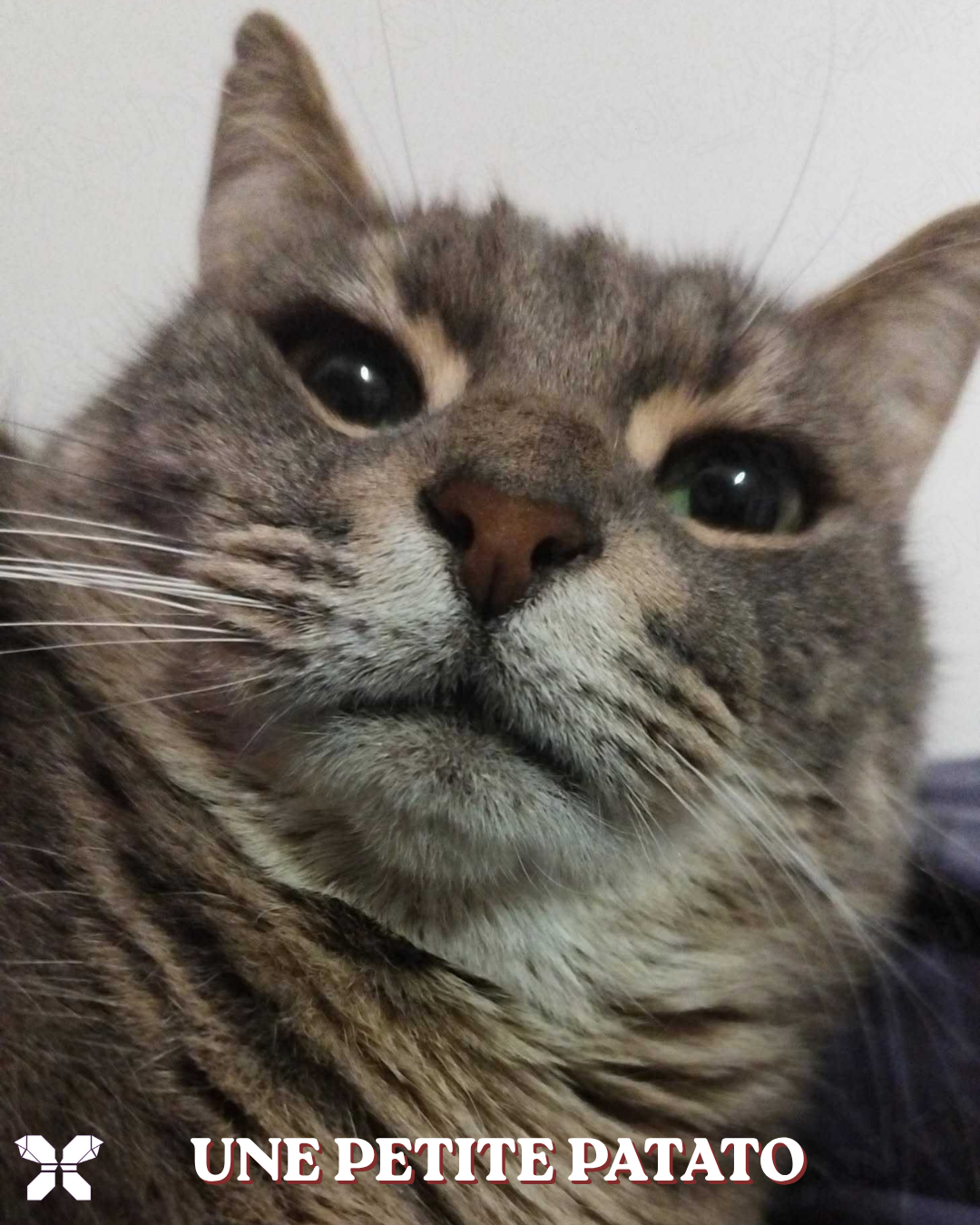 Une petite patato